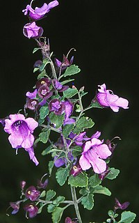 <i>Prostanthera incisa</i> Species of flowering plant