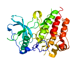 <span class="mw-page-title-main">Colony stimulating factor 1 receptor</span> Protein found in humans