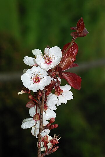 樱桃李