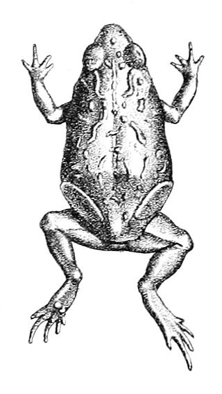 <span class="mw-page-title-main">Günther's toadlet</span> Species of frog