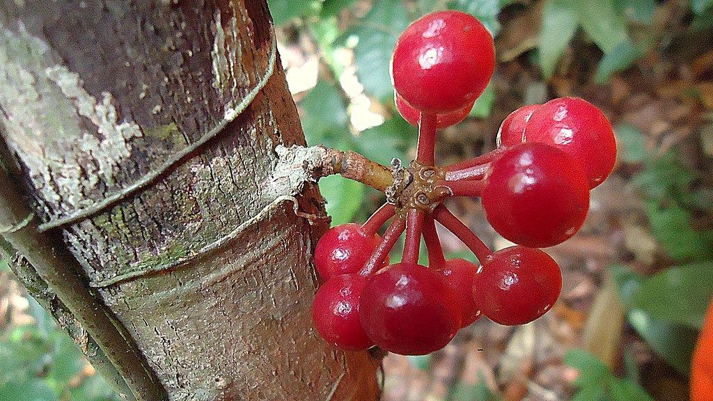 TÌNH YÊU CÂY CỎ  - Page 35 1024px-Pseudoxandra_bahiensis_Maas_%26_Westra_%288497704212%29