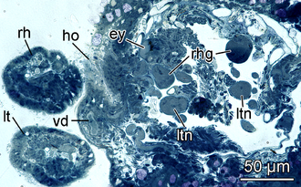 A microphoto of head region of Pseudunela marteli shows position of Hancock's organ (ho) near eye (ey) and rhinophore (rh). Pseudunela marteli 3.png
