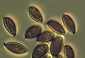 spores