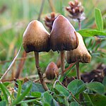 Psilocybe semilanceata,a psilocybin mushroom species sold in the U.S. Psilocybe semilanceata 6514.jpg