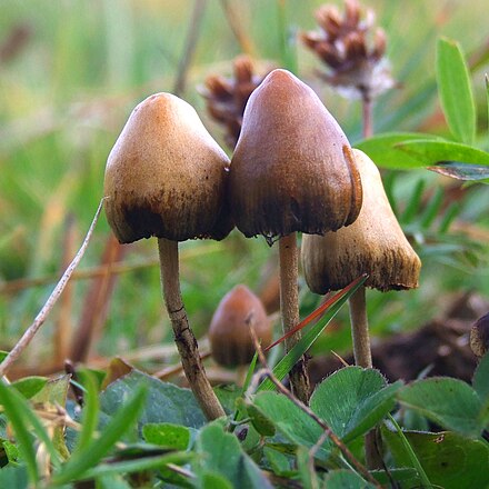 how long do magic mushrooms last