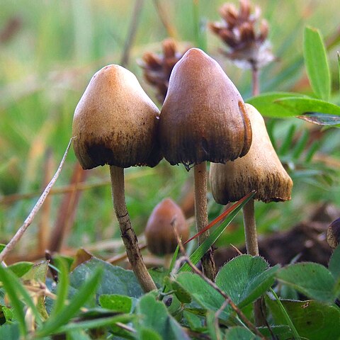 Fruit bodies of the hallucinogenic mushroom Psilocybe semilanceata (Fr.) Kumm. Specimens photographed in Sweden.