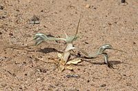 Pterostylis despectans