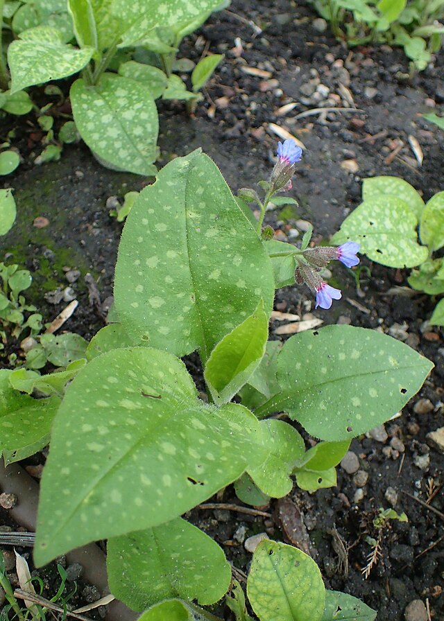 Pulmonaria saccharata