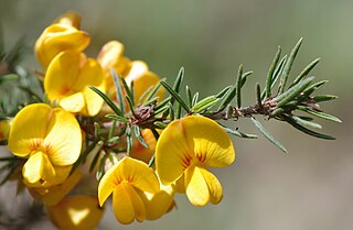 <i>Pultenaea mollis</i> Species of legume