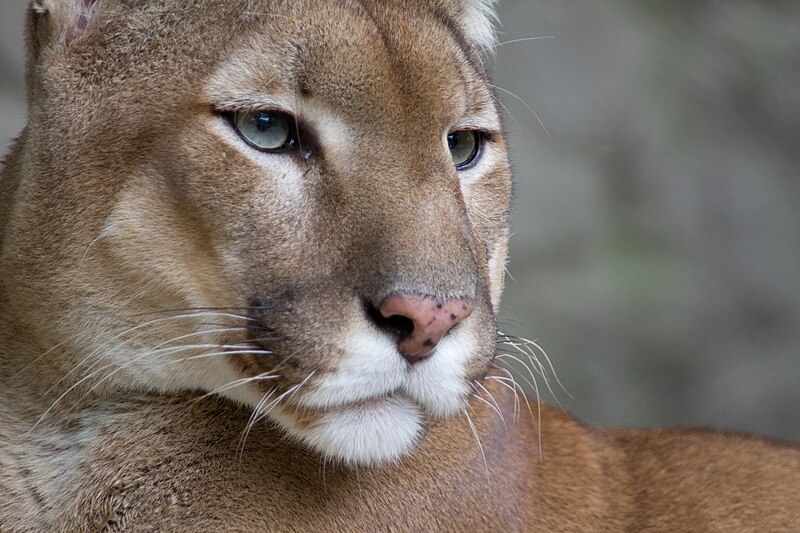 File:Puma face.jpg