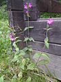 Punane pusurohi (Silene dioica)