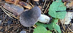 Punetav heinik Tricholoma orirubens Foto: Sven Pruul