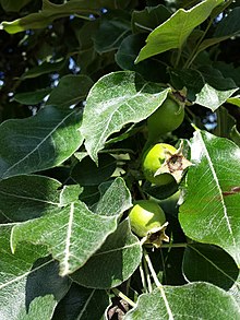 Pyrus austriaca sl6.jpg