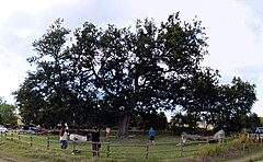 Alberi monumentali della Toscana