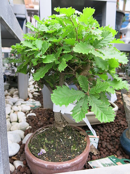 File:Quercus pubescens bonsai.jpg