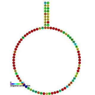 <span class="mw-page-title-main">Small nucleolar RNA Z266</span>