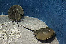 ROC-NMMBA horseshoe crabs 20160515.jpg