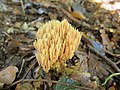 !Ramaria stricta!