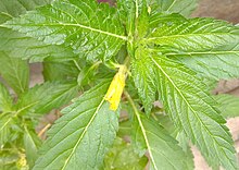 Immature yellow flower Ramgoat dashalong or yellow alder.jpg