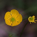 Creeping buttercup.