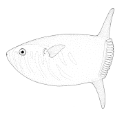 Slender sunfish Ranzania laevis