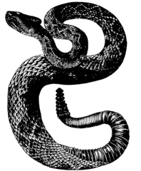 Rattlesnake raising rattle on tail, drawn by St. George Mivart, On The Genesis of Species, 1871. The rattle may both startle inexperienced predators and warn off experienced ones.