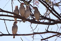 Quelea de pico rojo (Quelea quelea).jpg