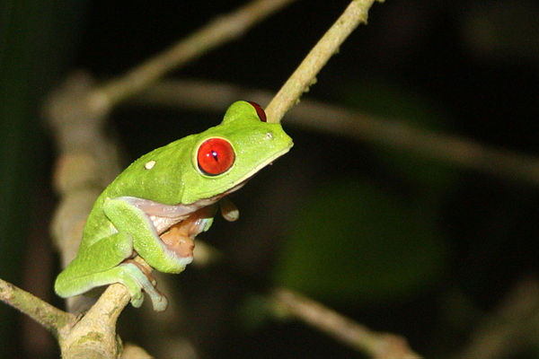Red-eyed treefrog, Osa Peninsula, Costa Rica