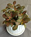 Red-nerved fittonia