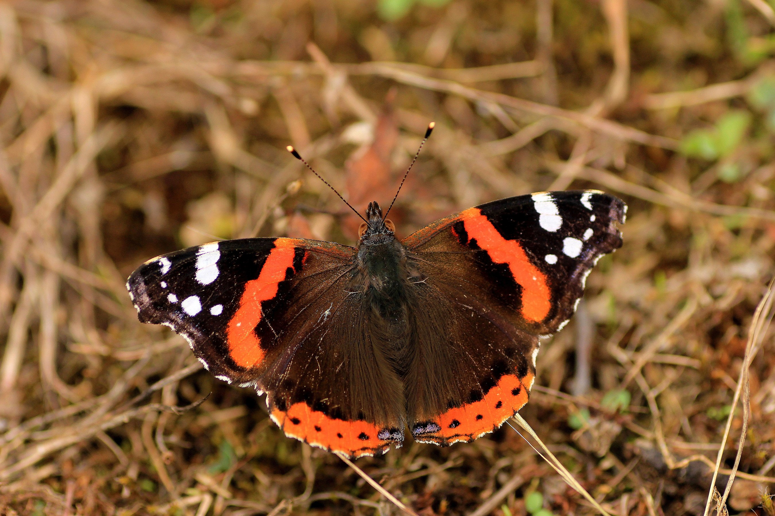 Red Admiral near Lerik Hirkan National Park. Photograph: Toni Wöhrl