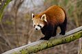 Red Panda (16732286548).jpg