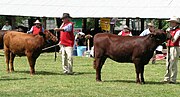 Thumbnail for Cattle judging