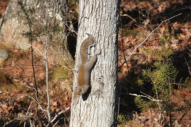 File:Red Squirrel Moving Down an Oak Tree in the Head First Position.JPG