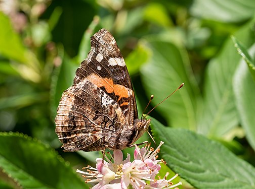 Vanessa atalanta (red admiral), Central Park