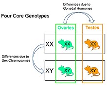 The Four Core Genotypes mouse model produces four types of offspring. Mice with ovaries (green) can have XX or XY sex chromosomes. Mice with testes (orange) can have XX or XY sex chromosomes. A difference in phenotype in mice with different sex chromosomes (XX vs. XY) shows a sex chromosome effect. A difference in phenotype in mice with different type of gonad shows the effects of gonadal hormones.