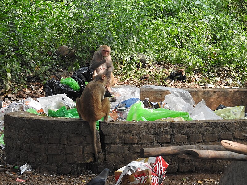 File:Rhesus Macaque Macaca mulatta by Dr. Raju Kasambe DSCN3402 (27).jpg