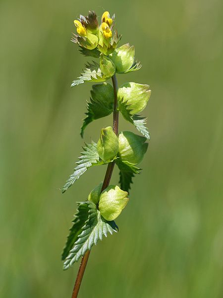 File:Rhinanthus minor.jpeg