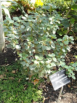 Rhododendron callimorphum - Jardin Botanique de Lyon - DSC05423.JPG