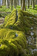 Steinerne Rinne bei Wolfsbronn