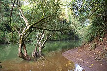A typical habitat: a slow-flowing section of the Rio Puerto Viejo near La Selva Biological Station, Costa Rica, and the type location of P. tico Rio Puerto Viejo.jpg