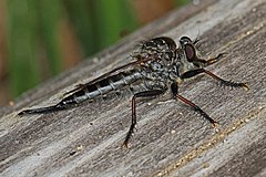 Description de l'image Robber Fly - Effaria aestuans, Leesylvania State Park, Woodbridge, Virginia.jpg.