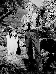 After 10 season on the farm with the Millers and the Martins, the series shifted to Lassie's adventures with the U.S. Forest Service during seasons 11-16, the bulk of that time featuring Robert Bray as Ranger Corey Stuart.