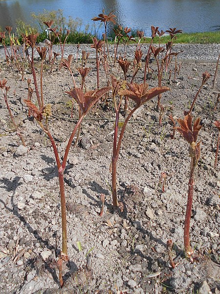 File:Rodgersia aesculifolia 2016-04-22 8602.jpg