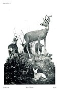 Roe Deer - British Mammals Case 18, Lord Derby Natural History Museum, Liverpool, 1932.jpg