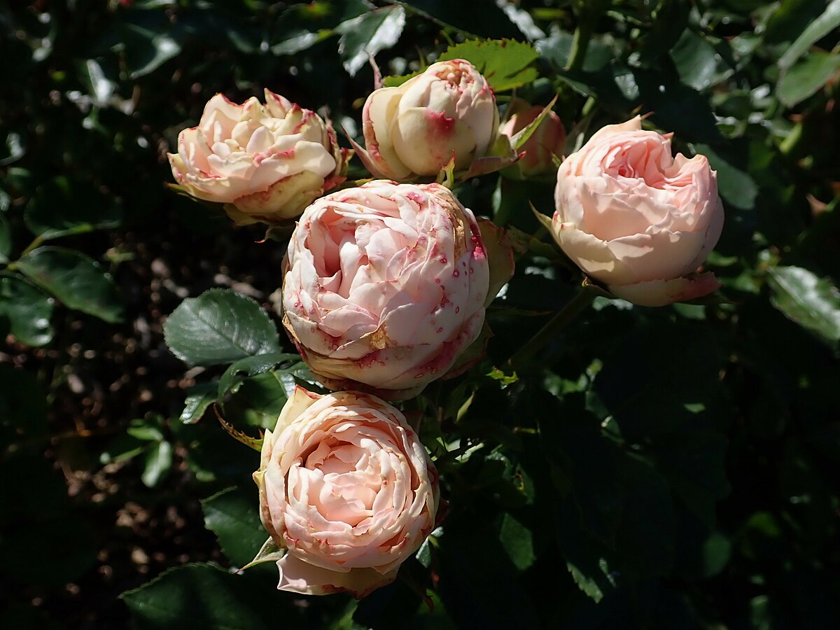 Lovely Rokoko роза