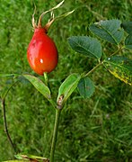 Rosa dumalis fruit (01).jpg