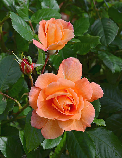 File:Rose6 FR 2014.jpg