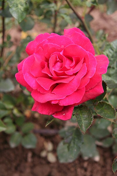 File:Rose Hacienda 20070601.jpg