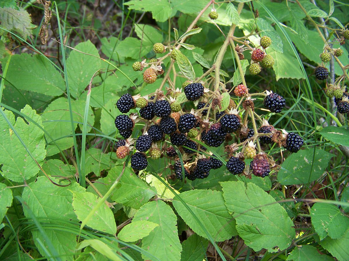 Rubus fruticosus