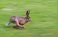 Løbende hare.